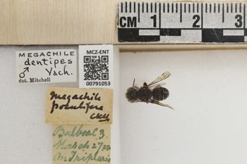 Media type: image;   Entomology 791053 Aspect: Labels